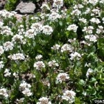 Thlaspi caerulescens