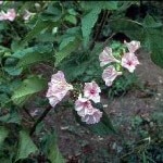 <i>Ipomoea carnea</i>