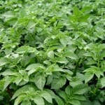<i>Solanum tuberosum</i>