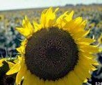<i>Helianthus annus L</i>