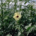<i>Hibiscus cannabius</i>