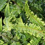 <i>Pteris vittata L.</i>