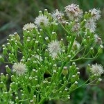 <i>Conyza canadensis</i>