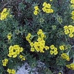 <i>Alyssum murale</i>